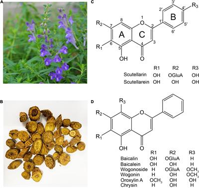 Specific Flavonoids and Their Biosynthetic Pathway in Scutellaria baicalensis